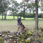 Rafale Mon Chien  Berger Belge Malinois Mâle stérilisé - Garde d'animaux à domicile