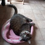 Fidjy Mon Chat  Européen Mâle stérilisé - Garde d'animaux à domicile