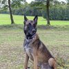 Images de profil de Tessa - Blooming Pets - Petsitting et garde d'animaux à domicile
