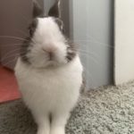 Kayou Mon Lapin  Hollandais Mâle - Garde d'animaux à domicile