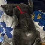 Pocket Mon Chat  Européen Mâle - Garde d'animaux à domicile