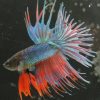 Images de profil de Dalila - Blooming Pets - Petsitting et garde d'animaux à domicile