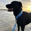 Images de profil de Jessica - Blooming Pets - Petsitting et garde d'animaux à domicile