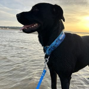 Images de profil de Jessica - Blooming Pets - Petsitting et garde d'animaux à domicile