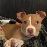 Kara Kara Mon Chien American Bully Femelle - Garde d'animaux à domicile