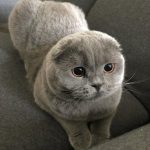 Flocon Plume Mon Chat British Shorthair Femelle - Garde d'animaux à domicile