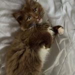Plume Plume Mon Chat Maine Coon Femelle - Garde d'animaux à domicile