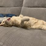 Ponpom Mon Chat  European Shorthair (Européen) Mâle stérilisé - Garde d'animaux à domicile