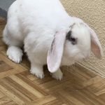 Bambi Mon Lapin  Bélier Français Femelle - Garde d'animaux à domicile