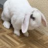 Images de profil de Tifany - Blooming Pets - Petsitting et garde d'animaux à domicile