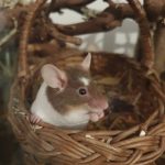 Dora Ma Souris  Souris Tachetée Femelle - Garde d'animaux à domicile