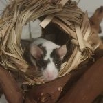 Raven Ma Souris  Souris Tachetée Femelle - Garde d'animaux à domicile
