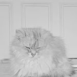 Poppy Mon Chat  Persan Mâle stérilisé - Garde d'animaux à domicile