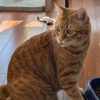 Images de profil de Hélène - Blooming Pets - Petsitting et garde d'animaux à domicile