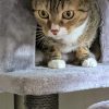 Images de profil de Hélène - Blooming Pets - Petsitting et garde d'animaux à domicile