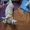 Images de profil de Hélène - Blooming Pets - Petsitting et garde d'animaux à domicile