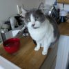 Images de profil de Hélène - Blooming Pets - Petsitting et garde d'animaux à domicile