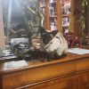 Images de profil de Blandine - Blooming Pets - Petsitting et garde d'animaux à domicile