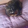 Images de profil de Blandine - Blooming Pets - Petsitting et garde d'animaux à domicile