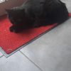 Images de profil de Blandine - Blooming Pets - Petsitting et garde d'animaux à domicile
