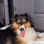 Spart Mon Chien  Berger Australien Mâle stérilisé - Garde d'animaux à domicile