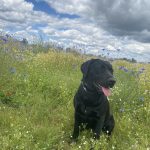 Tekila Mon Chien  Labrador Retriever Femelle - Garde d'animaux à domicile