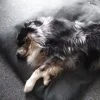 Images de profil de Valérie - Blooming Pets - Petsitting et garde d'animaux à domicile