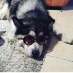 Drako Drako Mon Chien Alaskan Malamute Mùle stérilisé - Garde d'animaux à domicile