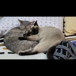 Yuki Mon Chat  Croisé Femelle - Garde d'animaux à domicile