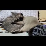 Yuki Yuki Mon Chat Croisé Femelle - Garde d'animaux à domicile