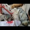 Images de profil de Vania - Blooming Pets - Petsitting et garde d'animaux à domicile