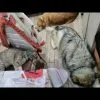 Images de profil de Vania - Blooming Pets - Petsitting et garde d'animaux Ă domicile