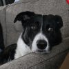 Images de profil de Vania - Blooming Pets - Petsitting et garde d'animaux à domicile