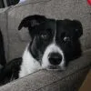 Images de profil de Vania - Blooming Pets - Petsitting et garde d'animaux Ă domicile