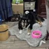 Images de profil de Vania - Blooming Pets - Petsitting et garde d'animaux Ă domicile