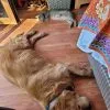Images de profil de Vania - Blooming Pets - Petsitting et garde d'animaux Ă domicile