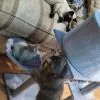 Images de profil de Vania - Blooming Pets - Petsitting et garde d'animaux Ă domicile