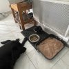 Images de profil de Romane - Blooming Pets - Petsitting et garde d'animaux à domicile