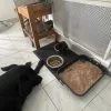 Images de profil de Romane - Blooming Pets - Petsitting et garde d'animaux à domicile