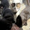 Images de profil de Romane - Blooming Pets - Petsitting et garde d'animaux à domicile