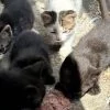 Images de profil de Romane - Blooming Pets - Petsitting et garde d'animaux à domicile