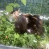 Images de profil de Romane - Blooming Pets - Petsitting et garde d'animaux à domicile