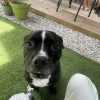 Images de profil de Romane - Blooming Pets - Petsitting et garde d'animaux à domicile