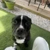 Images de profil de Romane - Blooming Pets - Petsitting et garde d'animaux à domicile