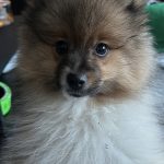 Astro Mon Chien  Spitz Nain Mâle - Garde d'animaux à domicile