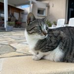 Honey Mon Chat  Chat de gouttière (Commun) Mâle - Garde d'animaux à domicile