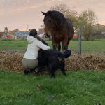 Opérable Mon Cheval  Trotteur Français Mâle - Garde d'animaux à domicile
