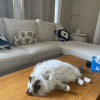 Images de profil de Victoire - Blooming Pets - Petsitting et garde d'animaux à domicile