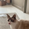 Images de profil de Victoire - Blooming Pets - Petsitting et garde d'animaux à domicile