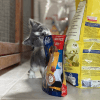 Images de profil de Victoire - Blooming Pets - Petsitting et garde d'animaux à domicile